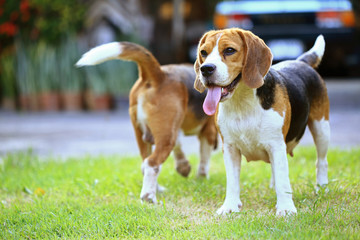 beagle dog and family outdoors