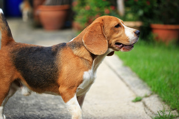 beagle dog and family outdoors
