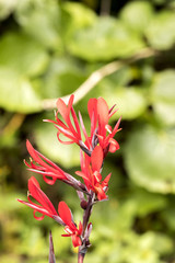 red tropical flower, Amber mountain, Madagascar