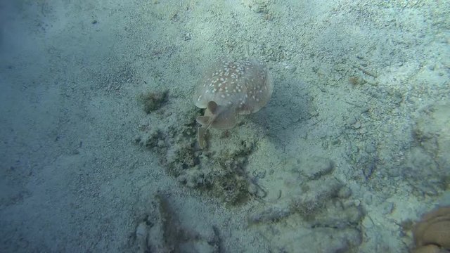 anther Electric Ray (Torpedo panthera) swims near coral reef, Red sea, Dahab, Sinai Peninsula, Egypt
