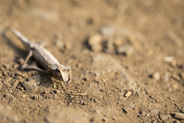 Dwarf chameleon, Brookesia antacanana is very small endemic chameleon, Amber mountain, Madagascar