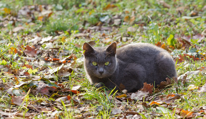 Gray Cat on the Grass