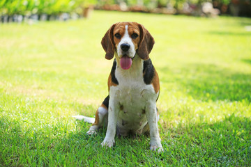 beagle dog outdoors