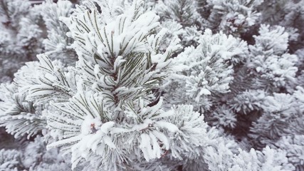 Naklejka na ściany i meble Winter frost on spruce tree vintage style
