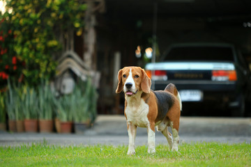 beagle dog outdoors