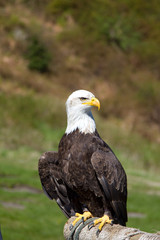 Full frontal shot of a Bald Eagle sitting. Shot at the Grouse Mountain, Vancouver, Canada