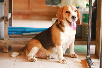 beagle dog outdoors