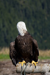 Front shot of a Bald Eagle looking back at the Grouse Mountain, Vancouver, Canada