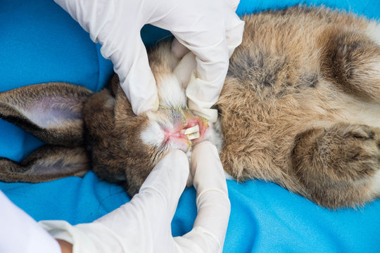 Mini rabbit getting  teeth examined by veterinarian