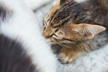 cat lying on the floor and feeds the kitten