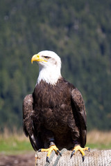 Bald Eagle sitting. Shot at the Grouse Mountain, Vancouver, Canada