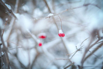 Ягоды и снег на ветках 