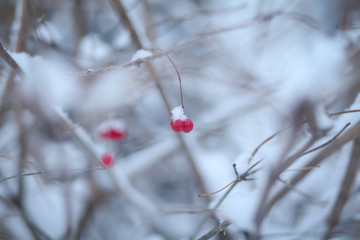 Ягоды и снег на ветках 