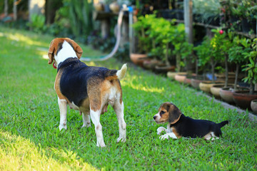  breed of beagle dog on a natural green background