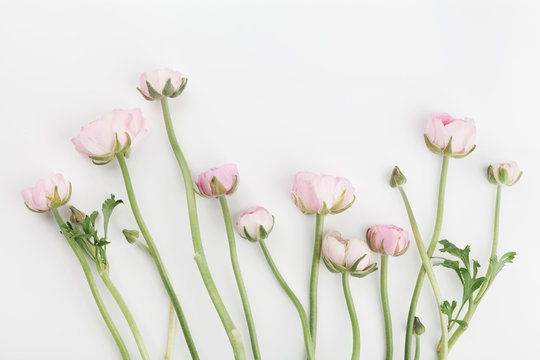 Fototapeta Beautiful spring Ranunculus flowers on white background from above. Floral border. Pastel color. Wedding mockup. Clean space for text. Flat lay style.