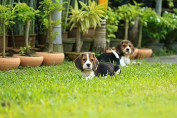  breed of beagle dog on a natural green background