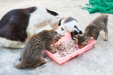 Naklejka na ściany i meble homeless cat and little kitty eating rice on dish