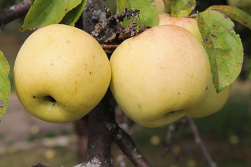 Yellow Antonovka apples on apple tree branch.