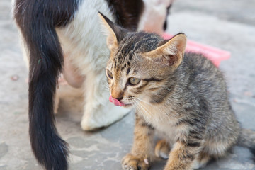 Naklejka premium little cat sitting on the street in one of towns