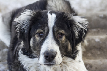 Central Asian Shepherd Dog is sitting outside on a cold winter day with snow on his face.