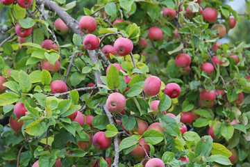 Red apples on branch. Early autumn harvest.