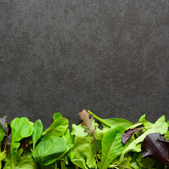 Obraz premium Mixed salad leaves on dark background