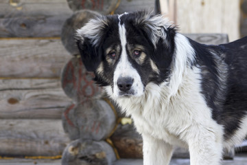 Fototapeta premium Central Asian Shepherd Dog is sitting outside on a cold winter day with snow on his face.