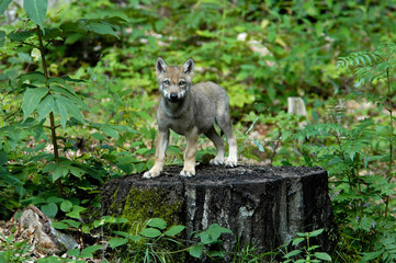 Jungwolf Ausblick