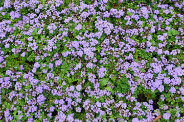 Fototapeta premium Ageratum