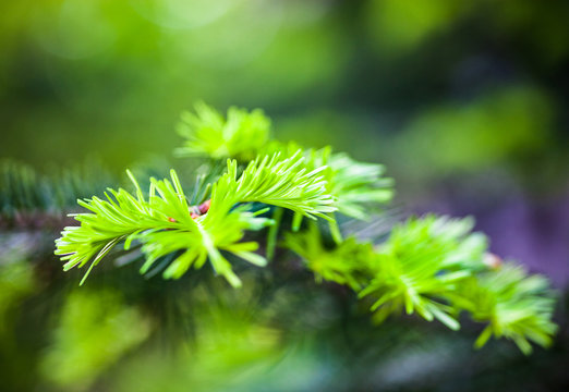 Coniferous branches with young light green shoots