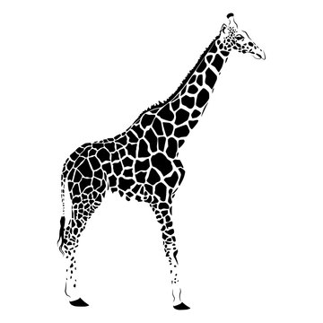 giraffe on a white background  