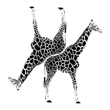 giraffes on a white background  