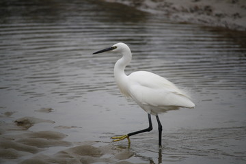 aigrette