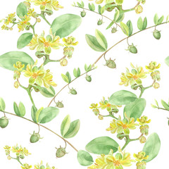 Jojoba - flowers and fruits. Branches. Seamless background. Watercolor painting. Wallpaper.  