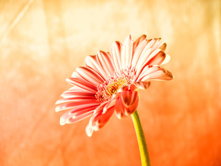 gerbera close-up, macro (191)