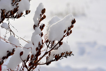 Obraz premium lilac bush in the snow