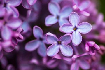 Fototapeta na wymiar Closeup of Lilac flowers
