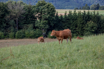 cow in the field