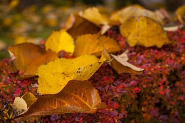 Herbstlaub