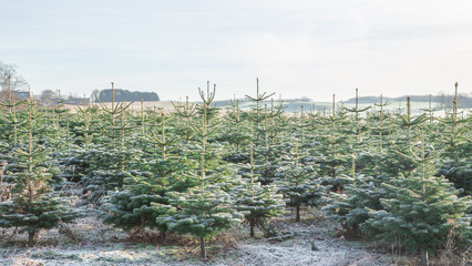Christmas tree fram on winter