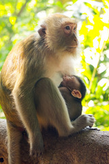 Small baby with mother eating and feeding, rhesus macaque monkey, close up macaca in Thailand