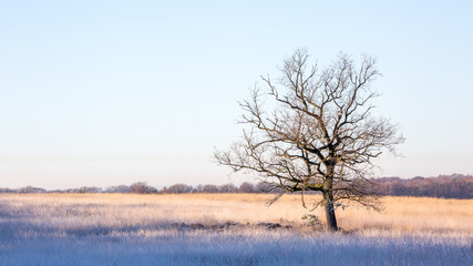 single leafless tree in the middle of a field lit by the morning