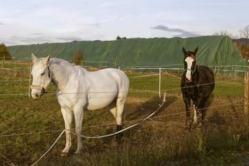 horses