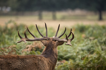 Majestic powerful red deer stag Cervus Elaphus in forest landsca
