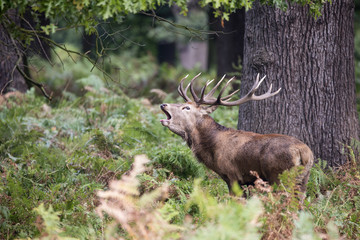 Majestic powerful red deer stag Cervus Elaphus in forest landsca