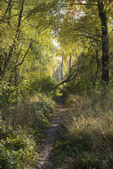 Fototapeta premium Verwilderter Waldweg im Herbst