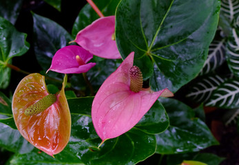 pink anthurium. home plant