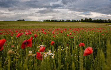 Mahnblumen und Wolkenstimmung