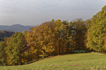 Naklejka premium forest in autumn