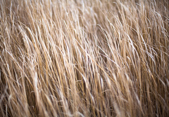 Unmown dry grass in the field